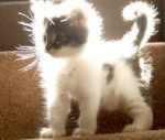 ce sunny, hmm 8.5 da nota la poza