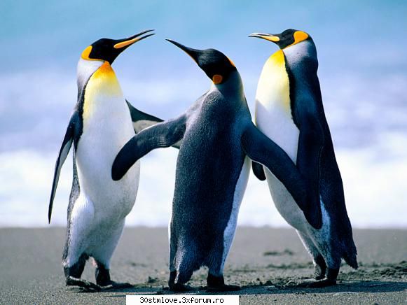 Hot or not - Si la tine la fel sweeeet - Games