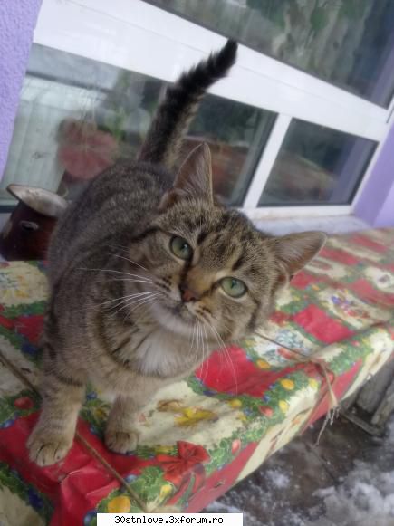 pets. da. acum pun poza