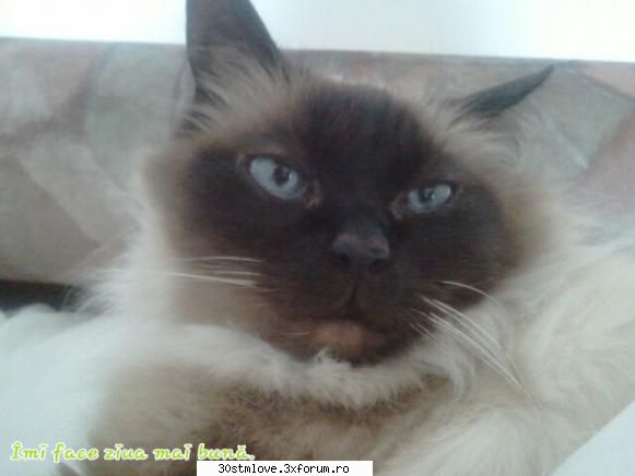 Pets. - Teenager - Cafenea