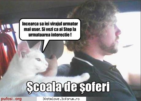Pozele Ciresii dude - Ajutor!! Catel la volan! Ia ba dreapta! Ia odata - Poze